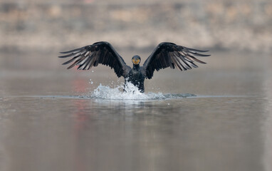 Cormorant Landing on a Lake