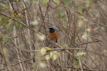 Environmental Hodgsons Redstart Shot