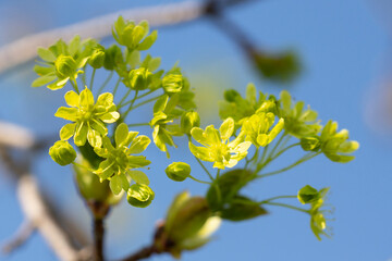 Maple (Acer platanoides) blooms in spring in nature on a sky background