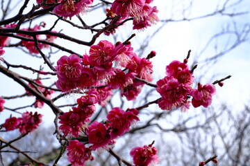 pink cherry blossom