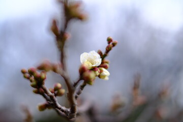 buds of a willow