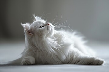 Graceful Persian cat stretching elegantly, showcasing her luxurious, fluffy coat.