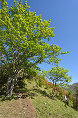 Climbing Mt. Nakakura, Tochigi, Japan