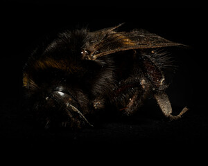 Macro bumblebee