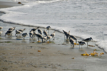 flock of sanderlings wading on the beach at low tide