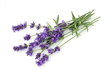 Fototapeta premium Lavender flowers on white background