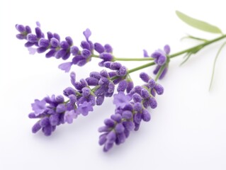 Lavender flowers on white background