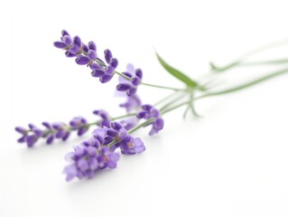 Naklejka premium Lavender flowers on white background