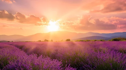 Fototapeten Wonderful scenery, amazing summer landscape of blooming lavender flowers, peaceful sunset view © mirifadapt