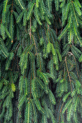 A wall of young green spruce branches.