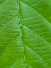 Leaf texture