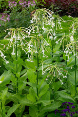 White flowers of decorative Persian tobacco.