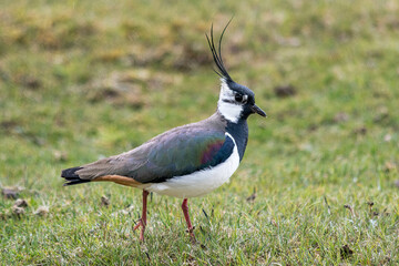 Lapwing on the ground, Kincraig, Scotland