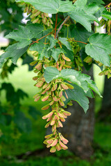 A brush of decorative maple seeds on a branch with leaves.