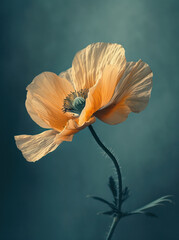 Vibrant Beauty in Nature's Canvas: A Magnificent Red Poppy Flower Blossoming in a Colorful Summer Field