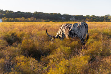 Longhorn cattle grazing in field