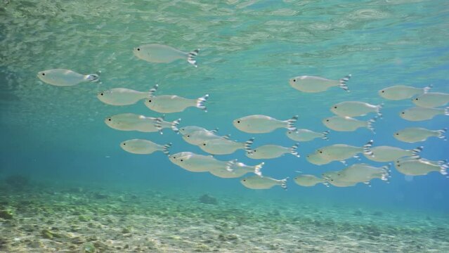 Shoal of Barred flagtail, Fiveband flagtail or Five-bar flagtail (Kuhlia mugil) swims in blue water over sandy-stony bottom on sunny day in sunrays, Slow motion