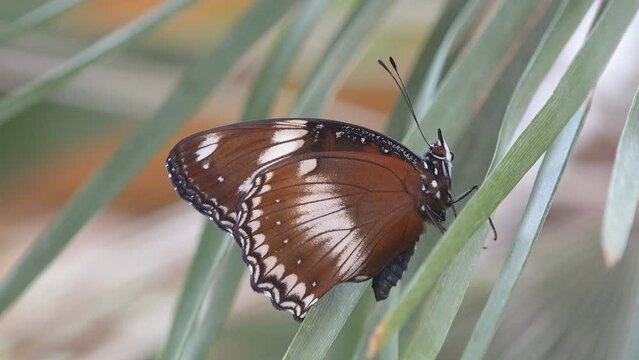 Beautiful brown exotic butterfly resting on grass