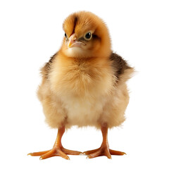 Obraz premium baby chicken isolated on white background