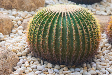 Spiky spherical cactus with yellow spines. Kroenleinia grusonii or golden barrel cactus, golden...