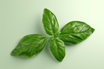 Fototapeta premium A basil leaf in white background.