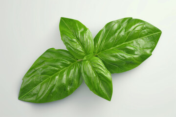 Obraz premium A basil leaf in white background.