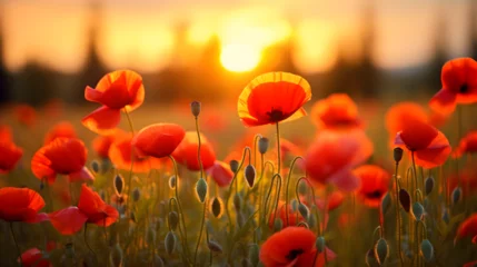 Foto op Plexiglas poppy field in the morning © Bella