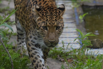 Leopard beim Rundgang