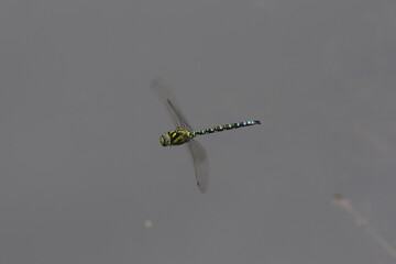 Libelle © Angela