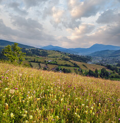 Carpathian mountain countryside summer meadows with beautiful wild flowers