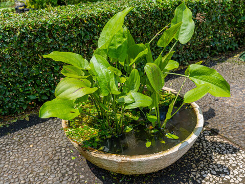 Sword-Leaf Sword Aquatic Plant on a Watery Pot
