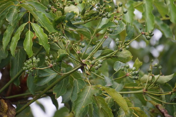 Phellodendron amurense (Amur cork tree). It has been used as a Chinese traditional medicine for the treatment of meningitis, bacillary dysentery, pneumonia, tuberculosis, tumours, jaundice
