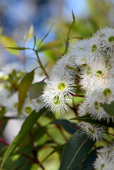 White blossoms of the Australian native Red Bloodwood, Corymbia gummifera, family Myrtaceae, in Sydney woodland, NSW.  Previously known as Eucalyptus gummifera. Endemic to east coast of Australia. - 727775953