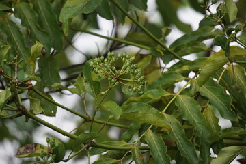 Phellodendron amurense (Amur cork tree). It has been used as a Chinese traditional medicine for the treatment of meningitis, bacillary dysentery, pneumonia, tuberculosis, tumours, jaundice