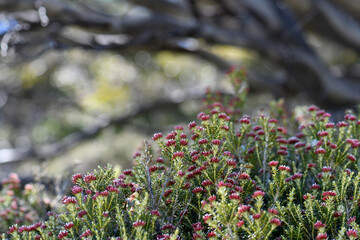 Red flowers of the Australian native Alpine Everlasting Ozothamnus alpinus, family Asteraceae, with snow gums in background, Kosciusko region, NSW. Endemic to alpine and subalpine areas NSW and Vic