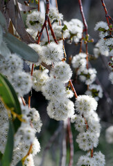 White blossoms of the Australian native Snow Gum, Eucalyptus pauciflora, family Myrtaceae, growing in Snowy mountains region, NSW. Spring summer flowering. Also known as White Sally and Cabbage Gum. - 727776376