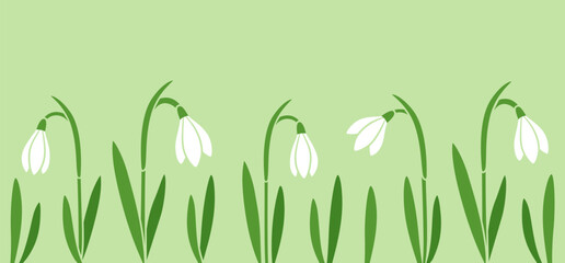 Snowdrop flowers, cute spring banner on green background. Simple flat cartoon vector illustration.