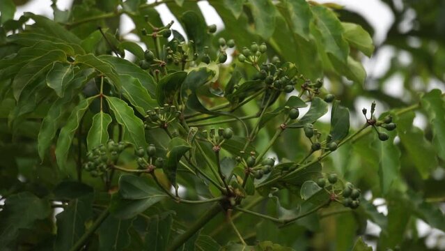 Phellodendron amurense (Amur cork tree). It has been used as a Chinese traditional medicine for the treatment of meningitis, bacillary dysentery, pneumonia, tuberculosis, tumours, jaundice