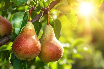 Ripe pears on tree branch in the garden