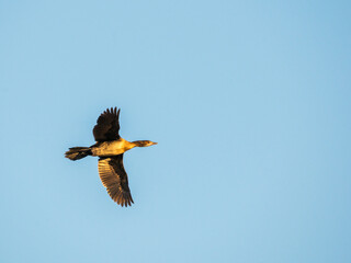 Cormorant flying in blue sky