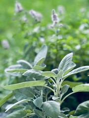 Salbei im Kr&auml;uterbeet