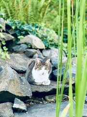 Katze im Garten