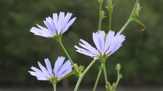 Detail of chicory (Chicorium) light blue flowers