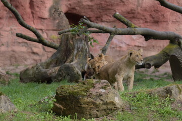 interessierter Löwe