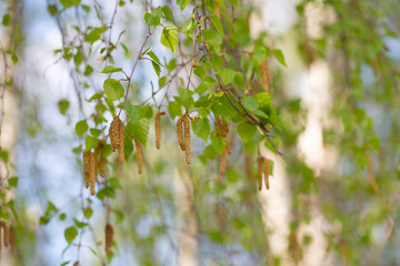 Pollen of birch tree blossom in the air in spring, April. Close-up. Seasonal allergy. Selective focus. Natural floral background.