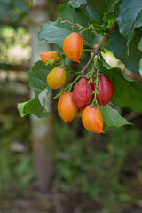 Bunchosia Argentea fruit on a tree branch in the garden, Bunchosia glandulifera, silver peanut butter fruit
