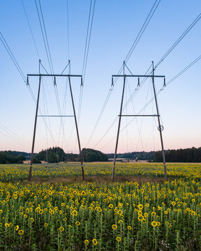 Electric cable lines above sunflower field 