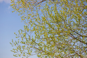 Golden Weeping Willow flower - Latin name - Salix alba subsp. vitellina Pendula
