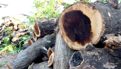 A wood material logging. Round timber stock.