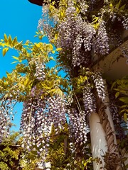 Bl&uuml;tenpracht im Garten